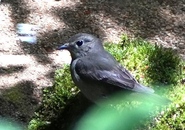 この野鳥を教えてください - 図鑑.jp