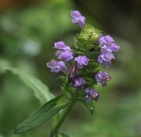 乃東枯（なつかれくさかれる）に夏枯草は枯れているのか？ - 図鑑.jp