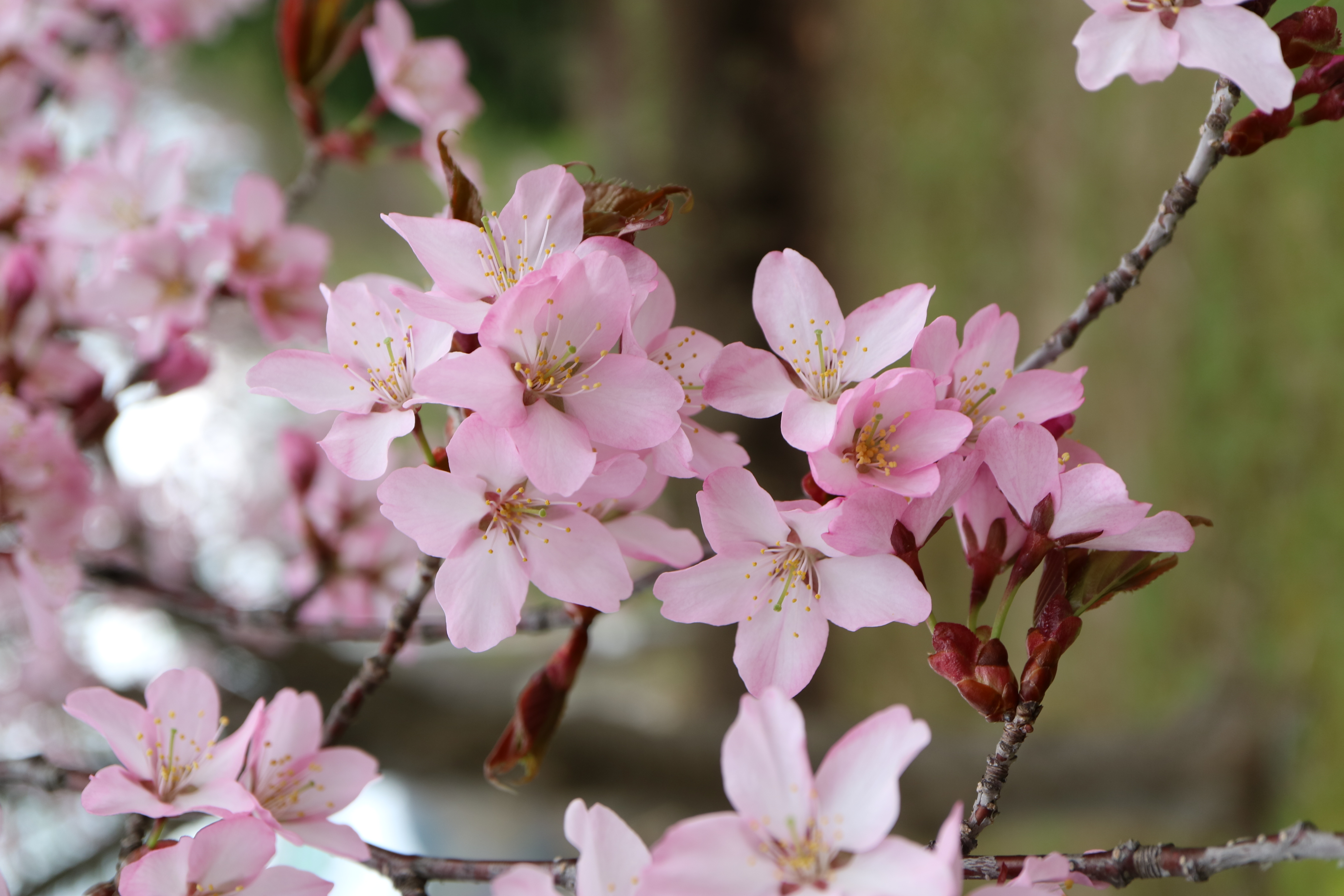 桜咲く※紹介文お読みください。 第1回 花色の濃い桜 オオヤマザクラ - 図鑑.jp