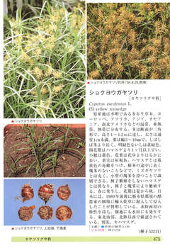 ショクヨウガヤツリ 植物 図鑑 Jp