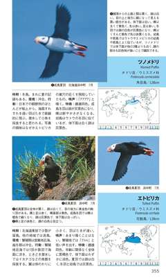 エトピリカ 野鳥 - 図鑑.jp