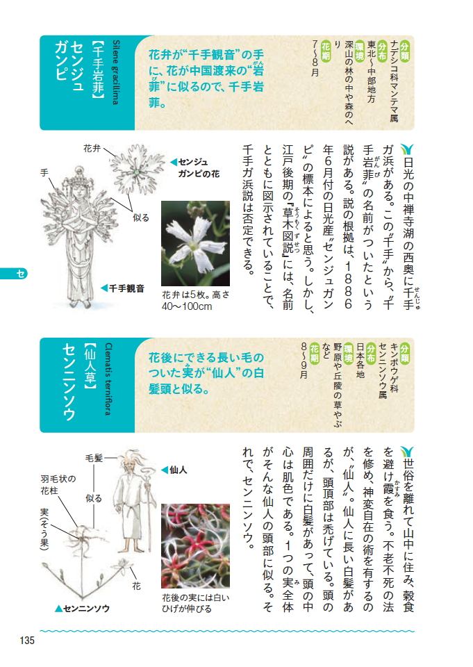 上高地 涸沢の植物 センジュガンピ 千手岩菲 図鑑 Jp