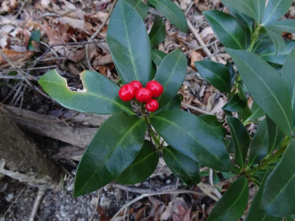 26166708_1641227789306862_8421