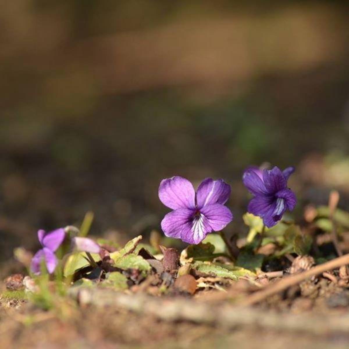 専門家の回答：細長い葉で濃紫色の花をつけるスミレの仲間 - 図鑑.jp