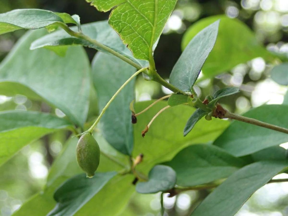 自由研究 今週のウグイスカグラ - 図鑑.jp