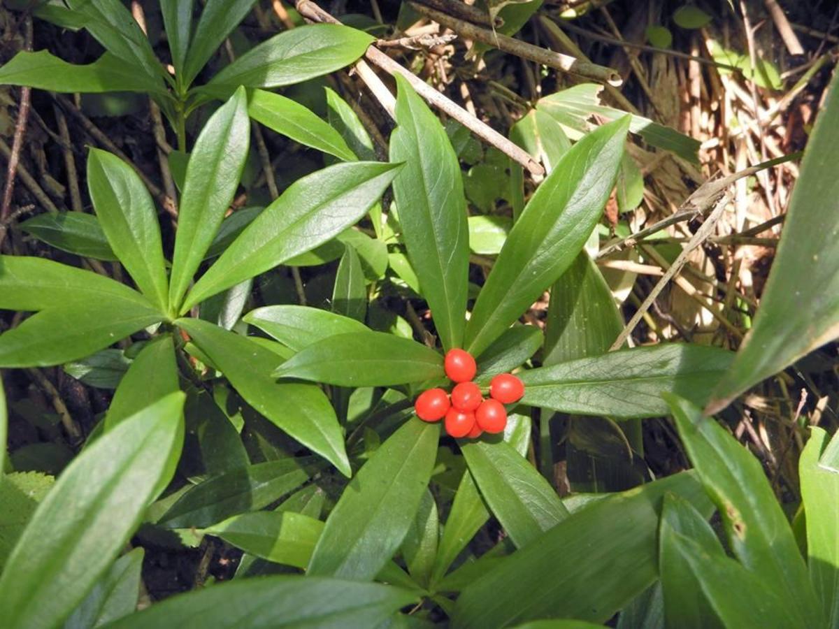 上高地 涸沢の植物 地味な低木の赤い果実 図鑑 Jp