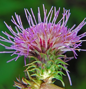 第9回 大都会にひっそりと生きるアザミ ～ゼンプクジアザミその後