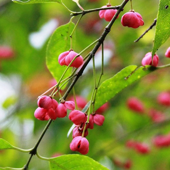 樹と花 四季2 Dusty mirror'じゃないよ🟡白妙菊 花日記 2023年6月3日 か