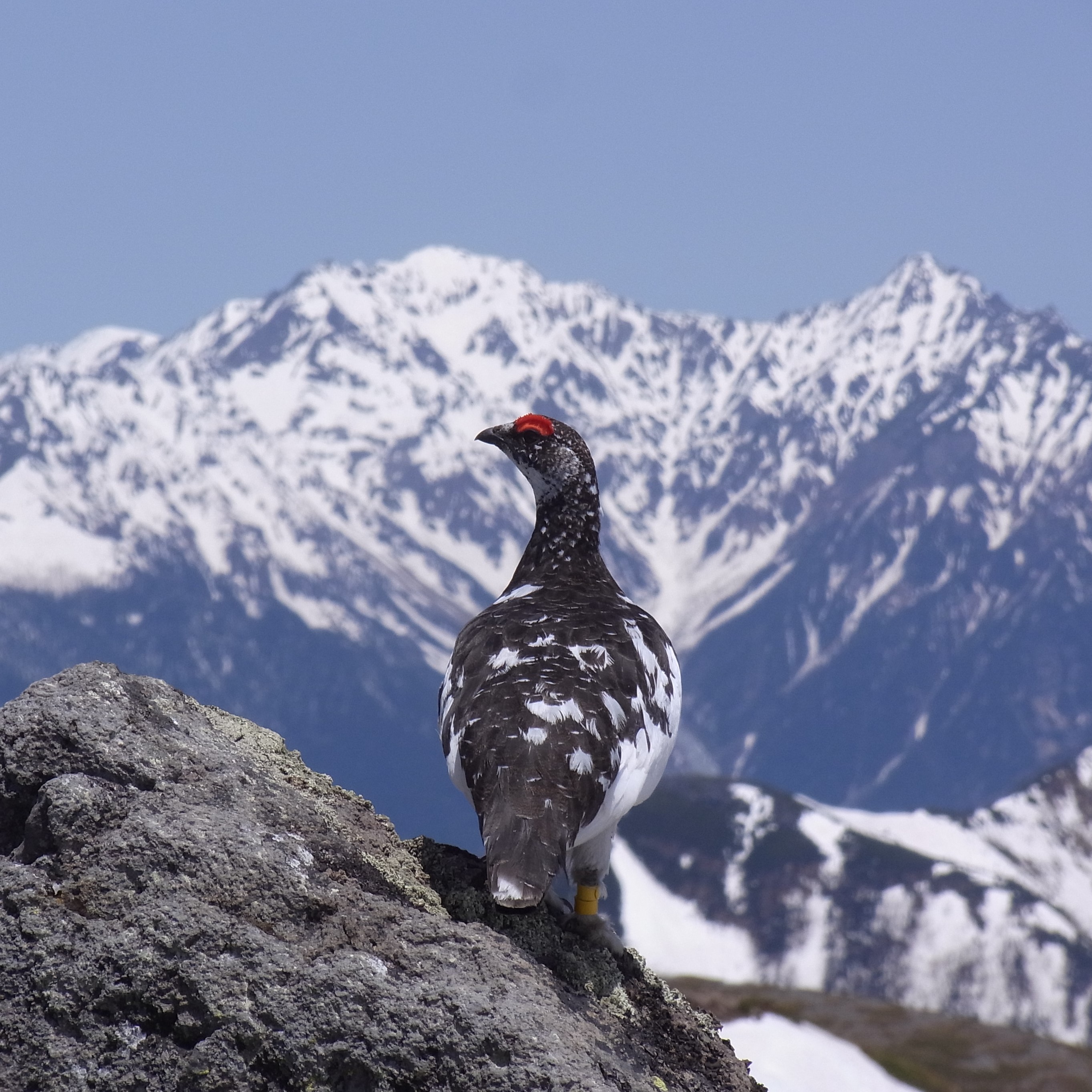 高山の森は野鳥が作る 高山の鳥 ホシガラスとハイマツの実をめぐる物語 図鑑 Jp