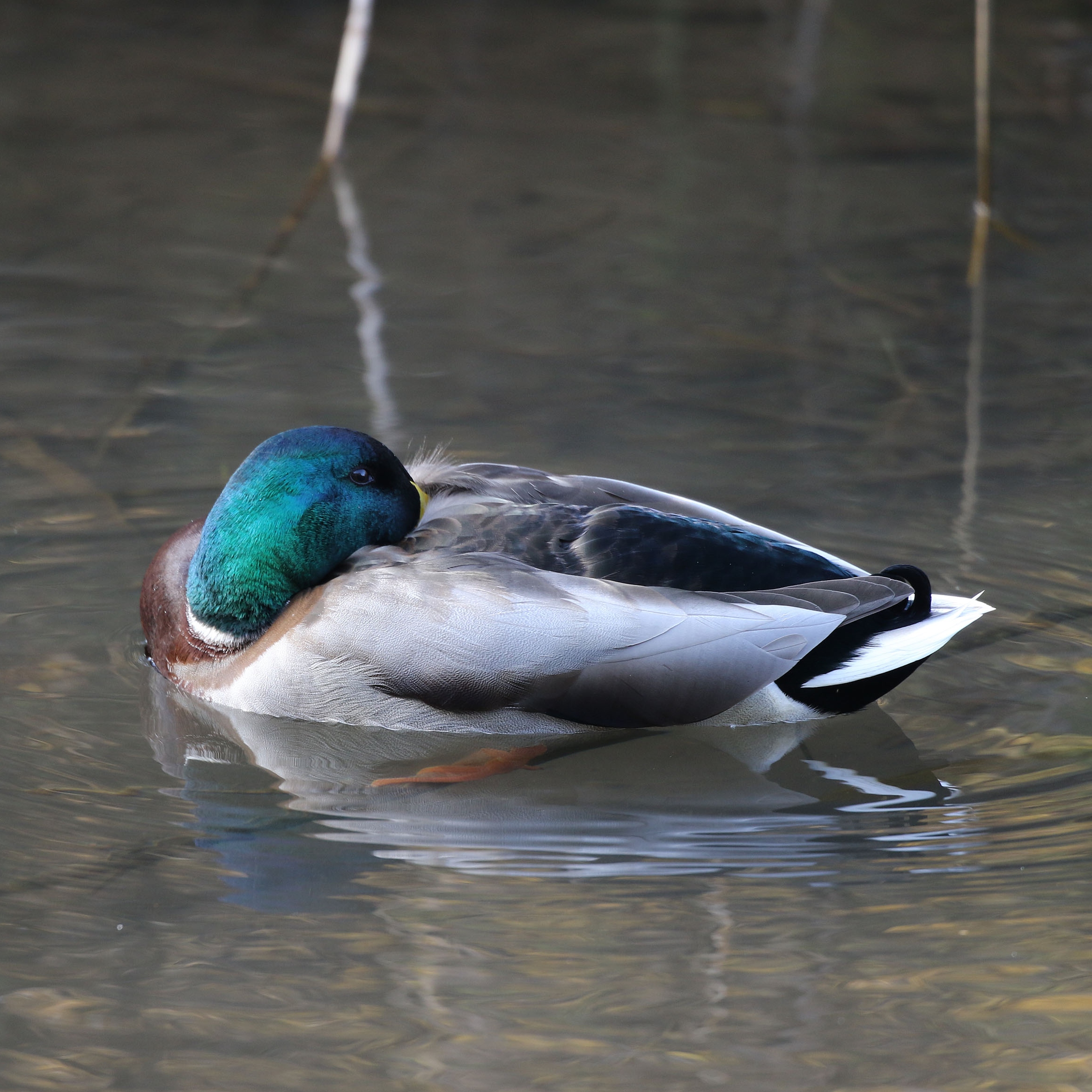 新版 日本の野鳥詳細情報【野鳥】 - 図鑑.jp