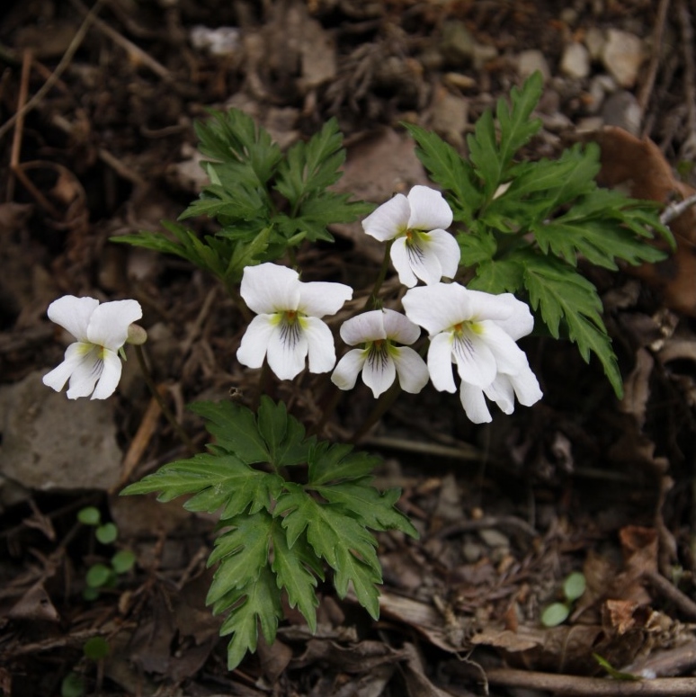 日本のスミレ 日本のスミレ (山渓ハンディ図鑑) (山溪ハンディ図鑑 6) | い