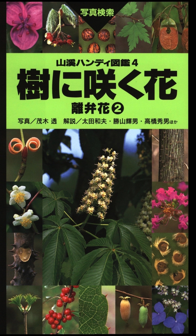 樹に咲く花 離弁花2詳細情報 植物 図鑑 Jp