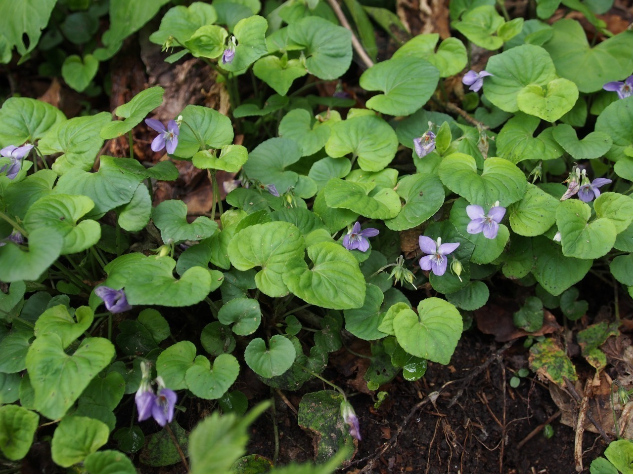 その種は150種類以上 可憐な紫色の花を咲かせるスミレの見分け方とは Yamaya ヤマケイオンライン 山と渓谷社