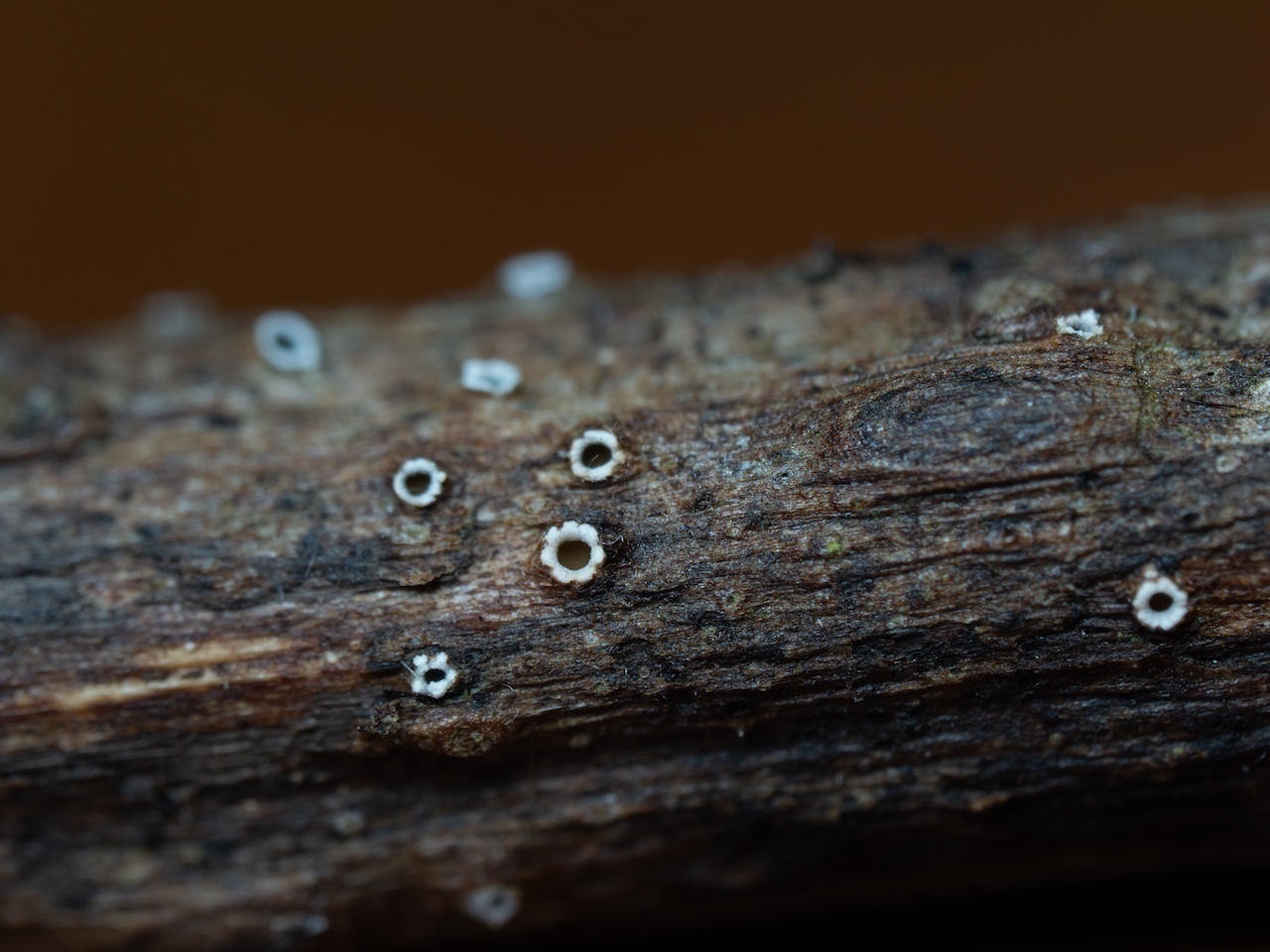 Abb2cdf61defd6e07647c4704e7f938ca3c6f892