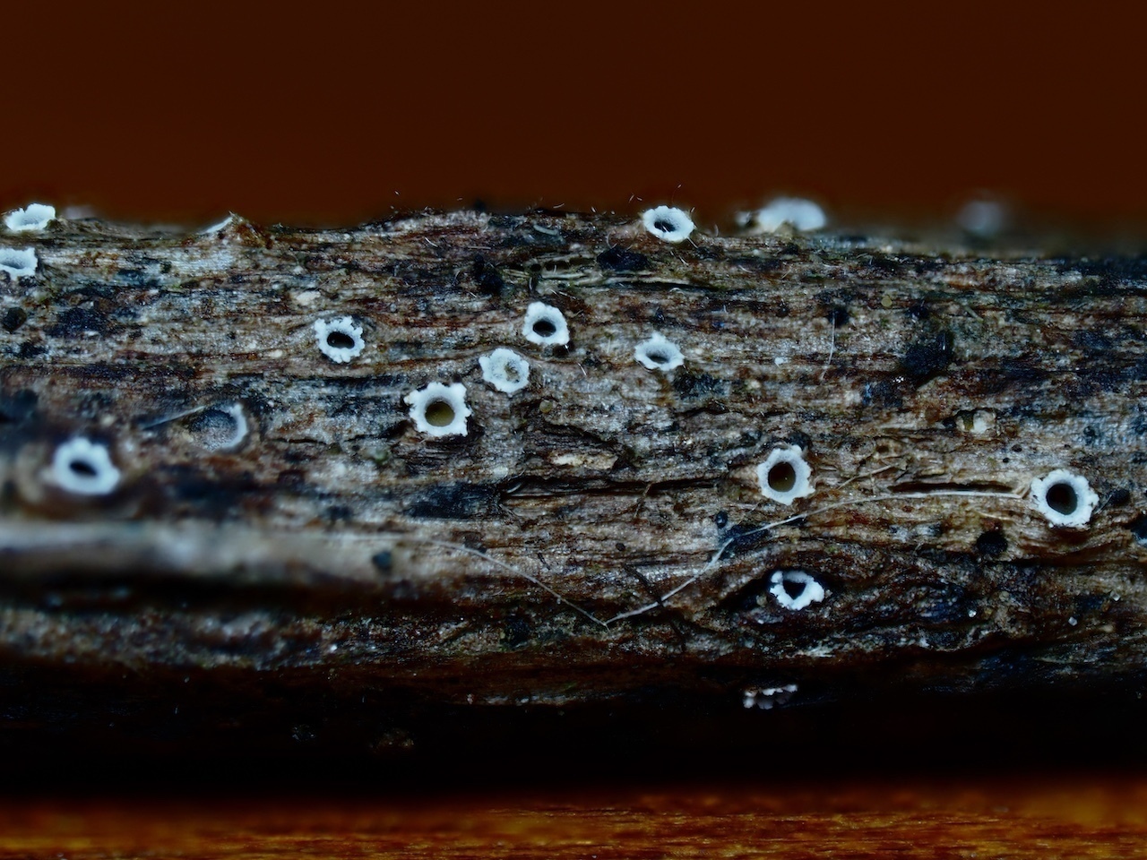 Cbf4185fe0c7f561dbfb7c49170067d228a5d23f