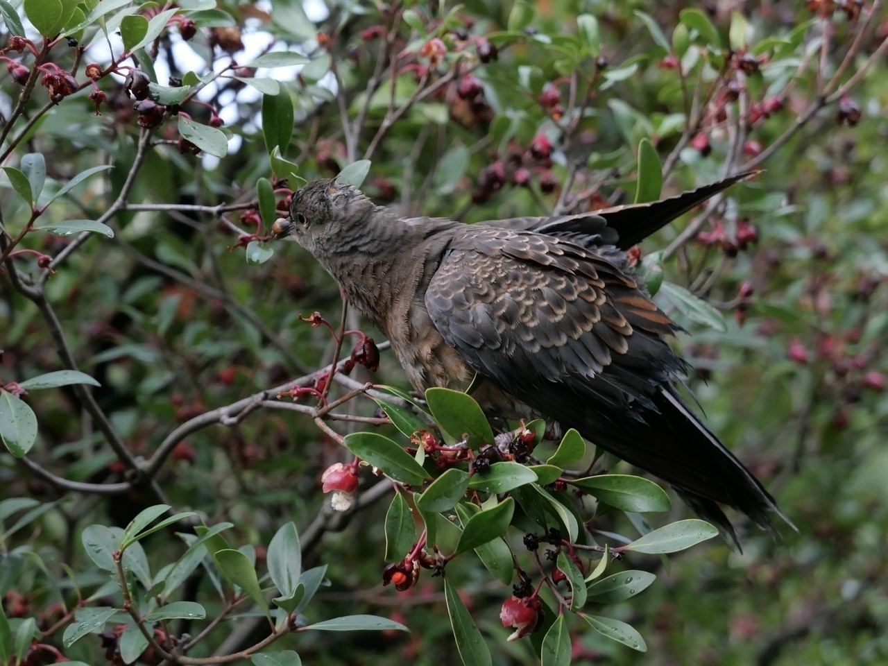 Ded586a6a876396bdecc5e2ec05483a26f14ebee