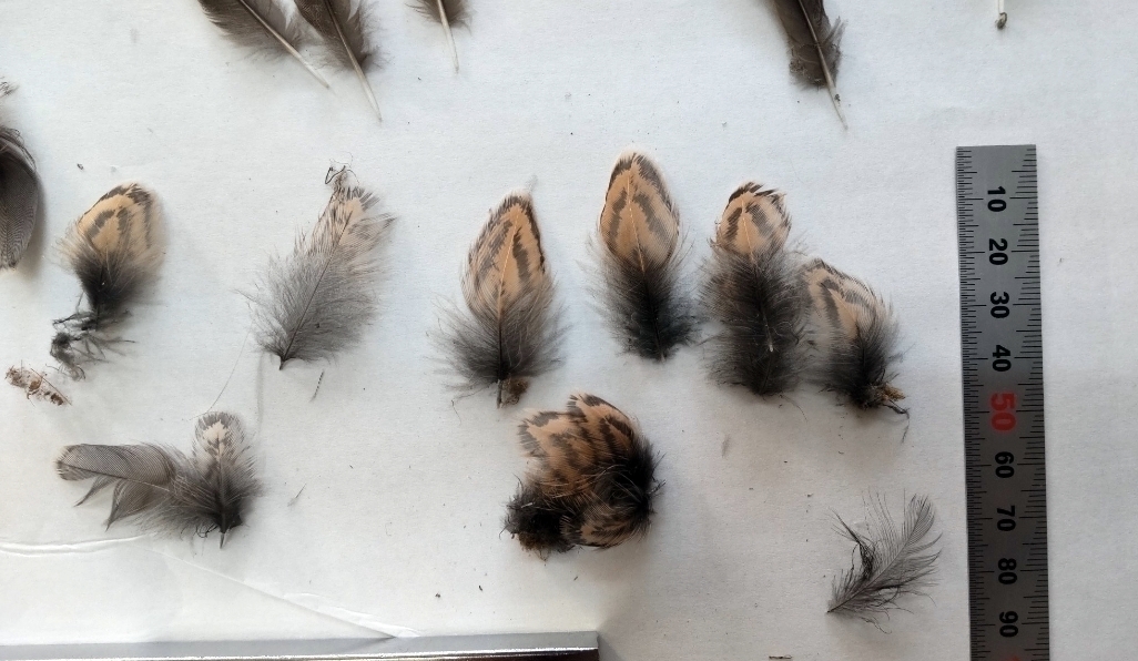 D30115c748d94e00aee243c8868178cabdc446d8