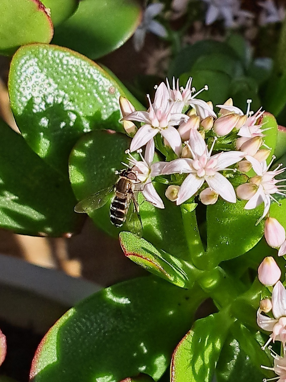 E48c757be513b81ab68b670007782ca3c4e60238