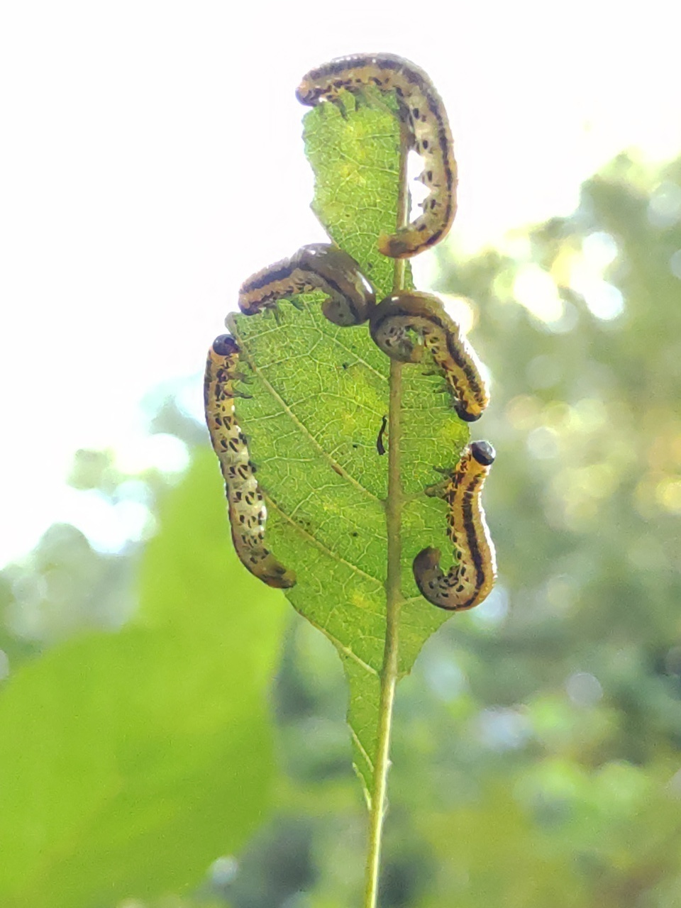 Ca7d471ddbdae1ebd2f167ee97f121f3c31a2f09