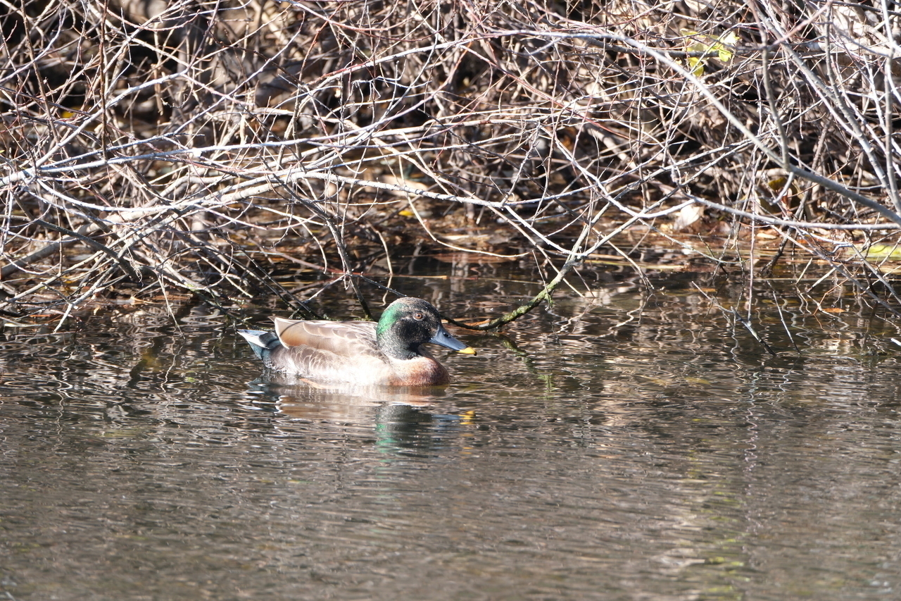 7e9606c5c756b7ff77159d184fa9629939be6a84