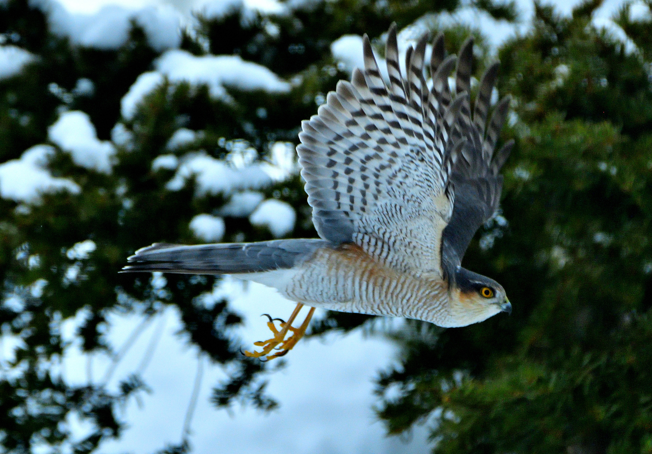 67ac646fc8388a06a2050614d4ecfa9a37b980d8