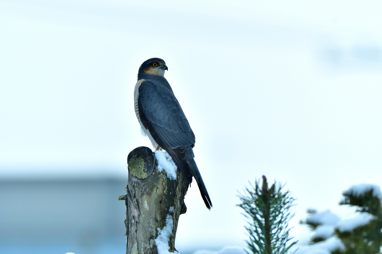 50e78d64b70daef5258e4f92fa6b0e49b2227e26