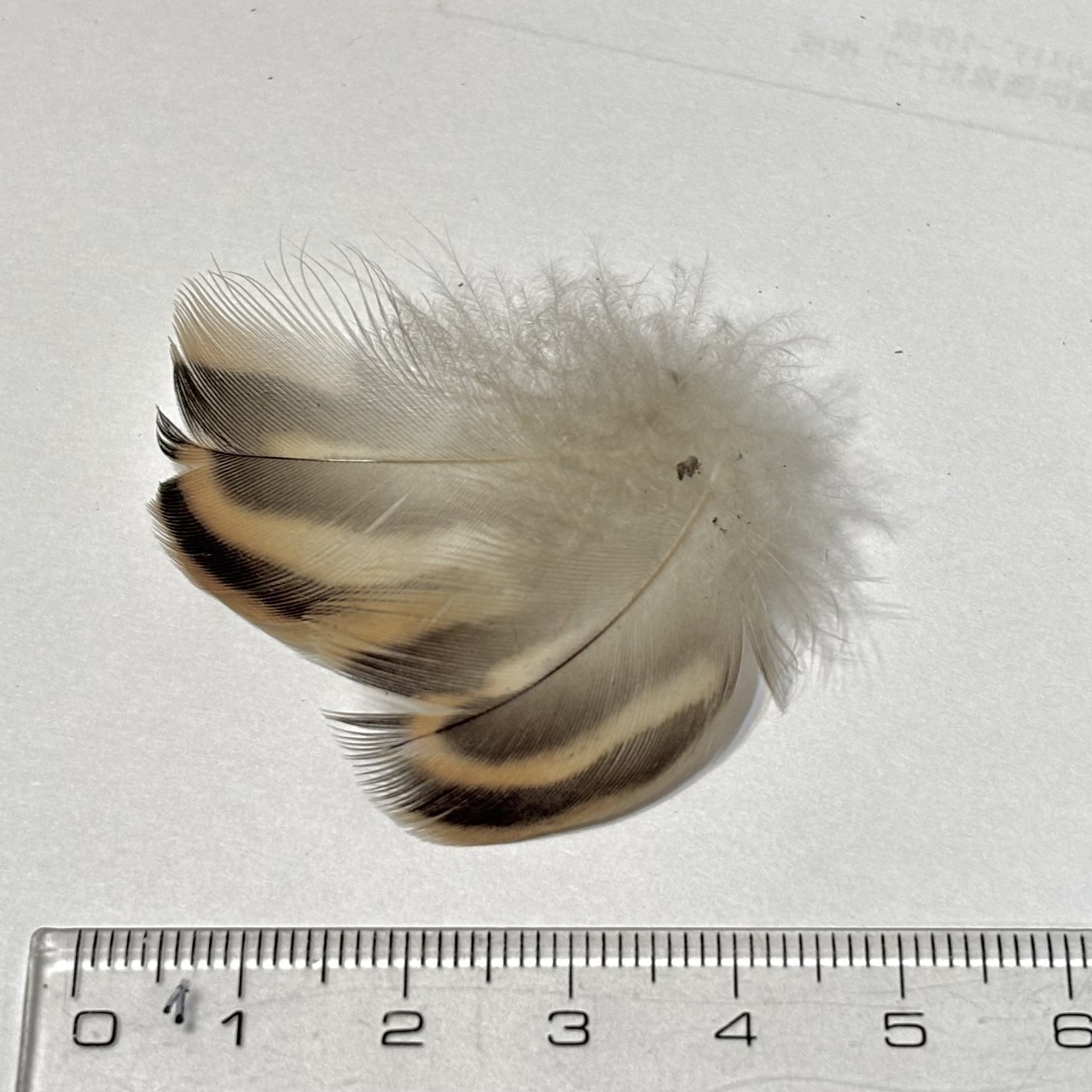 39a4b7b82818e221940a5e014aa2a6a0feb681f4