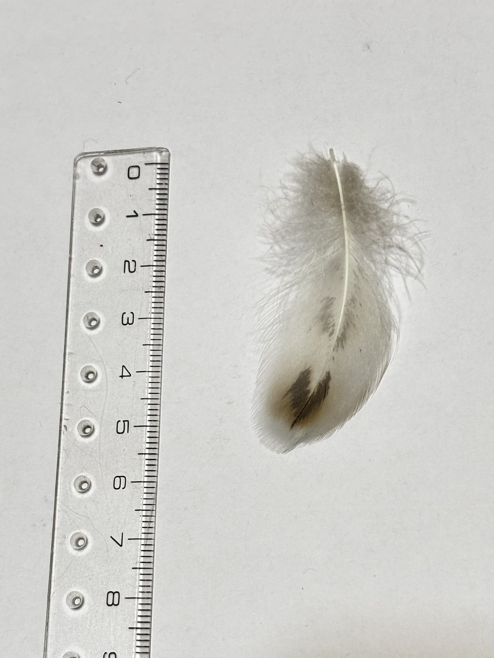 C8b601295e698fe7f49820f88e5ffb60c33cdcf0