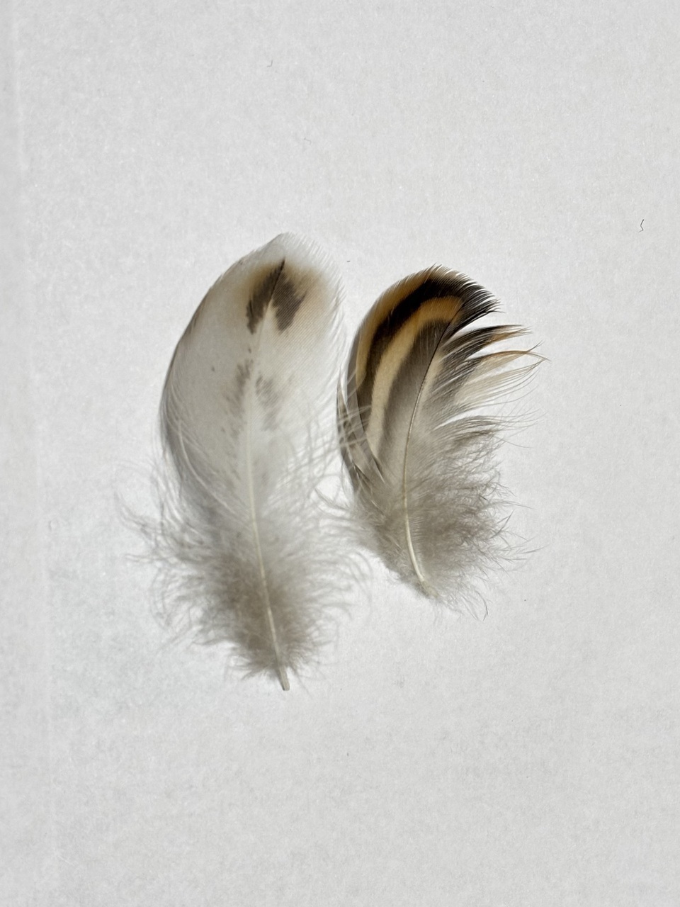 Fd490efaaa231fddf8afee4e088e263ed3a1d521