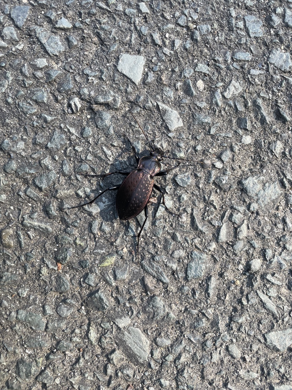 21a17920bb17a70afc3be01509d7e8c743a5a38a