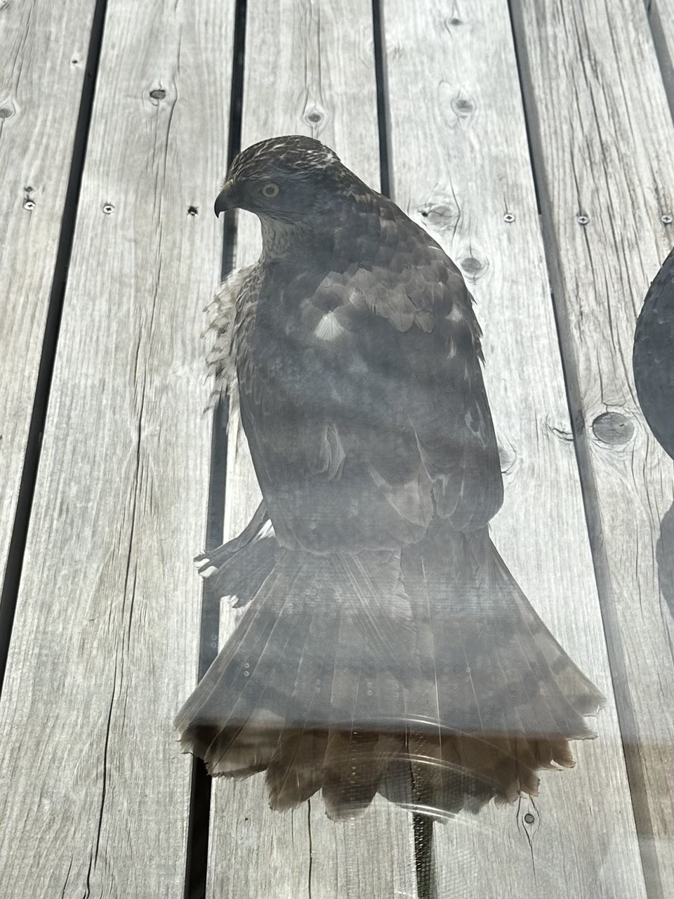 F679ccb78a11552be344127252762433a756dc4c