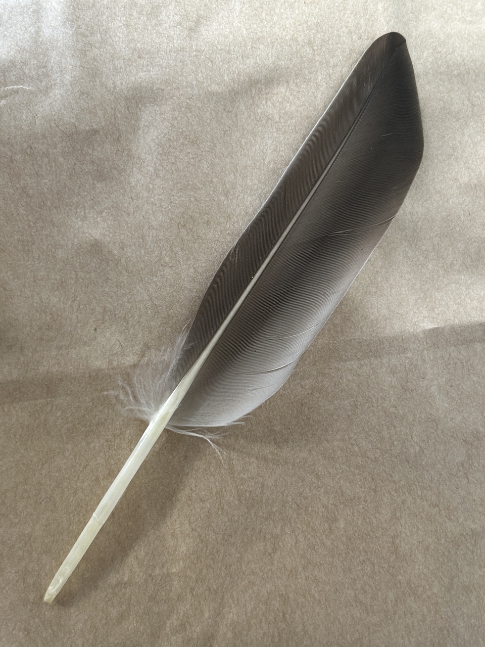 24af1fbafdeb65dd355935d58cedace78c8826c3