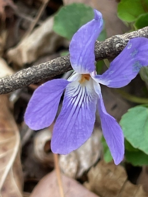 E0049ab4d4e948ef56bad743fcf9e7121ca7034d