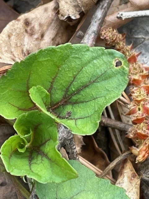 Bd413e6a338f8d2c092b03d3811a67024b64a1ae