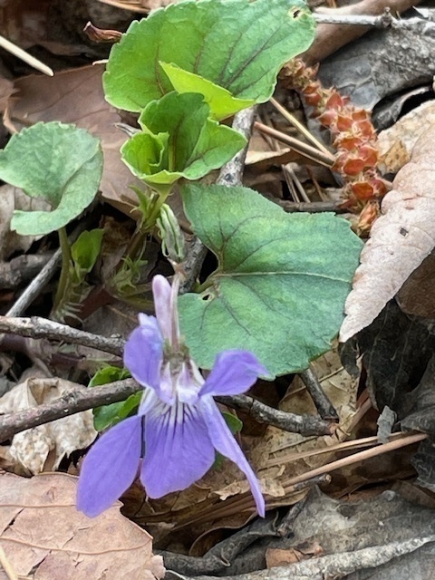 81a831c5dbd0e90244ba8dc708848474c0dcab7c