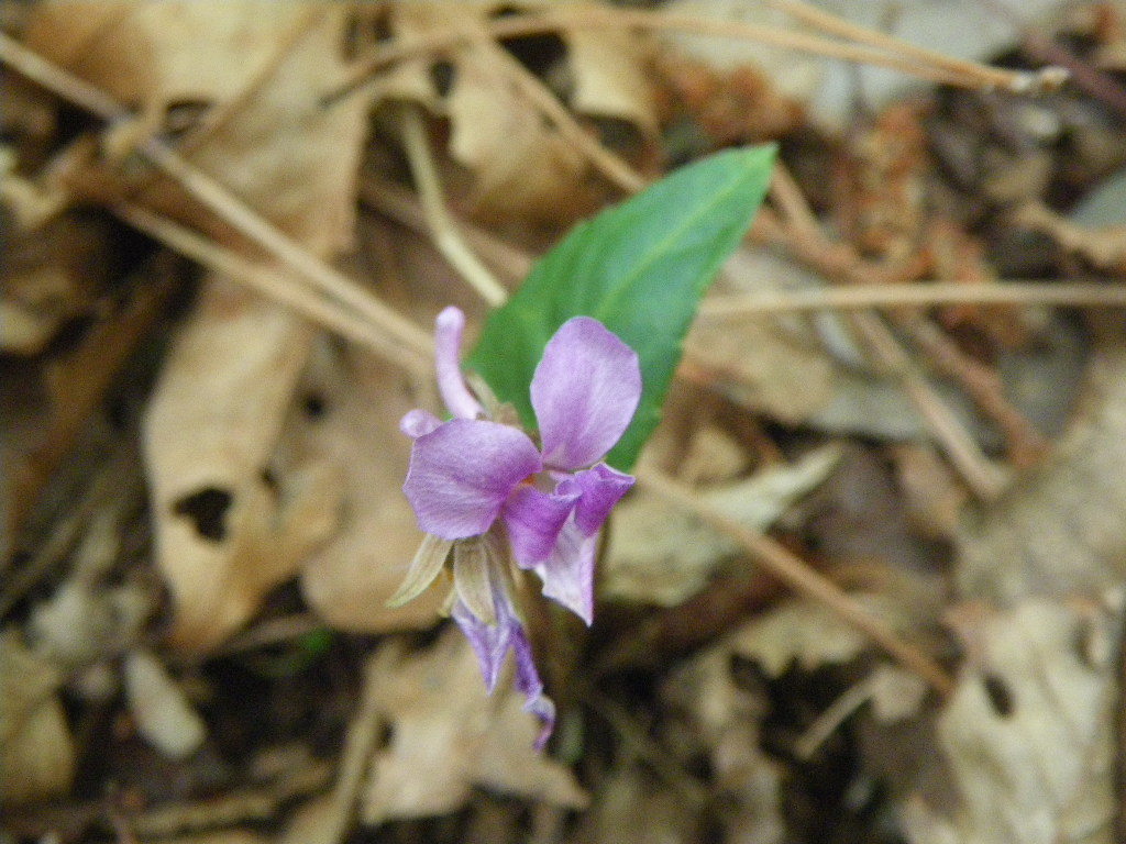 73e83f614ec01d23589a843d7a7e32d8575a1aed