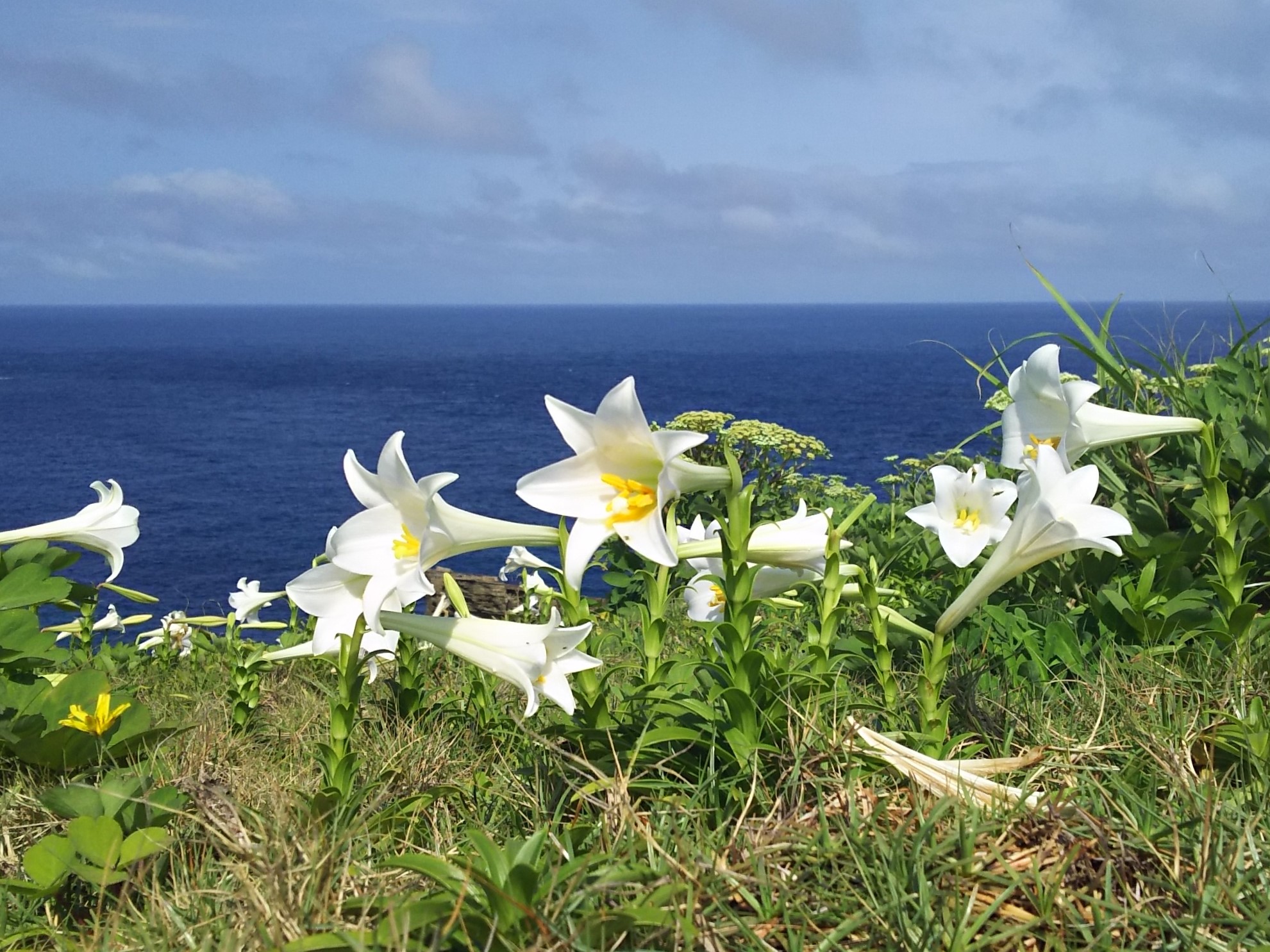 第2回 南西諸島に咲く野生のテッポウユリ - 図鑑.jp