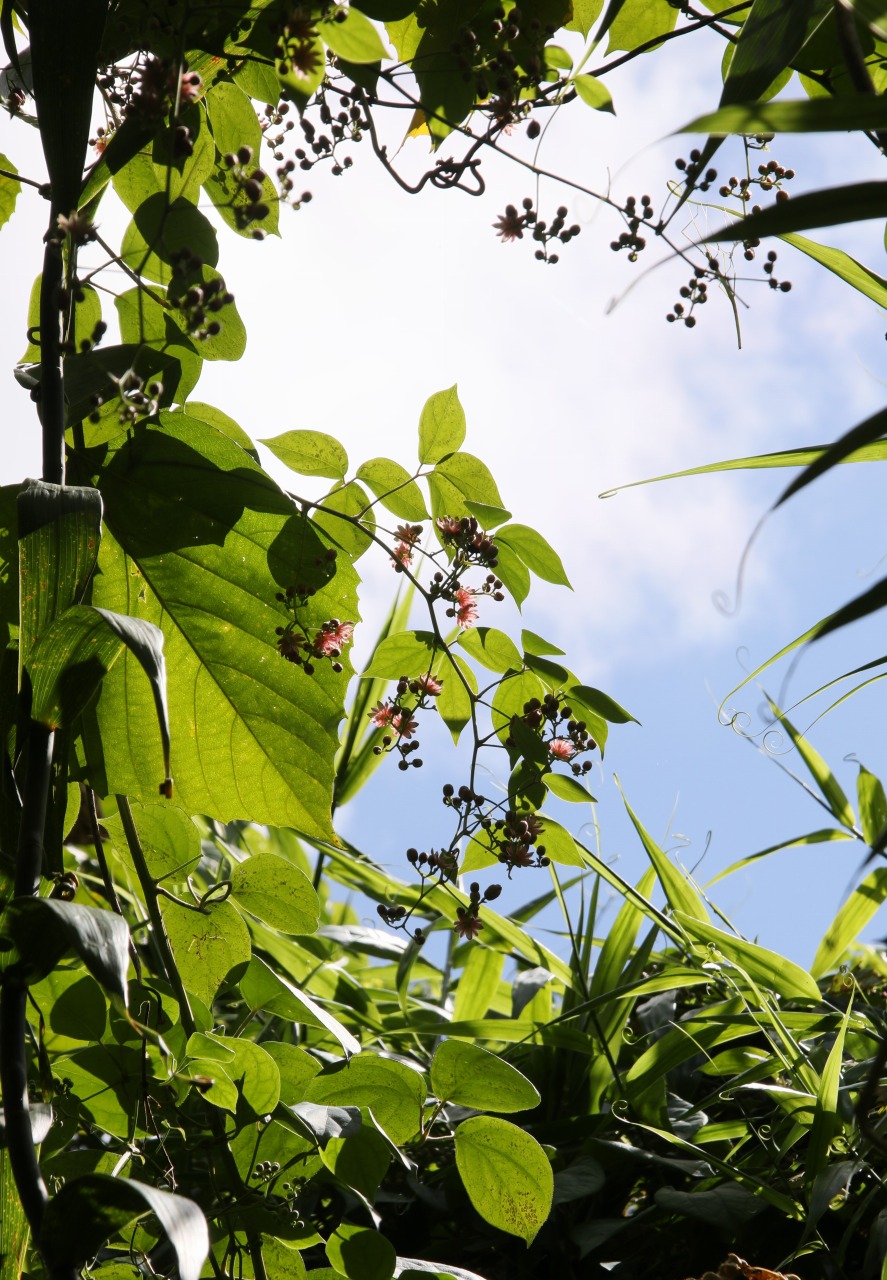 第17回 南の島のテングノハナ ～沖縄県石垣島～ - 図鑑.jp