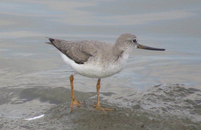 キジハチ クチバシが反っている理由が判明？ シギチの疑問～生態編 - 図鑑.jp