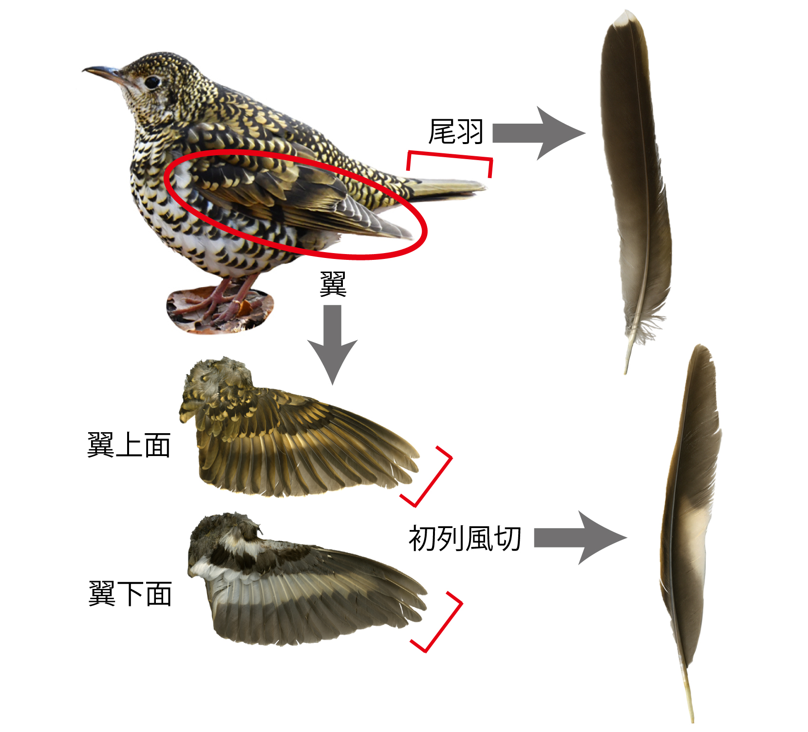 第1回 まずは、初列風切と尾羽だけを覚えよう！ - 図鑑.jp