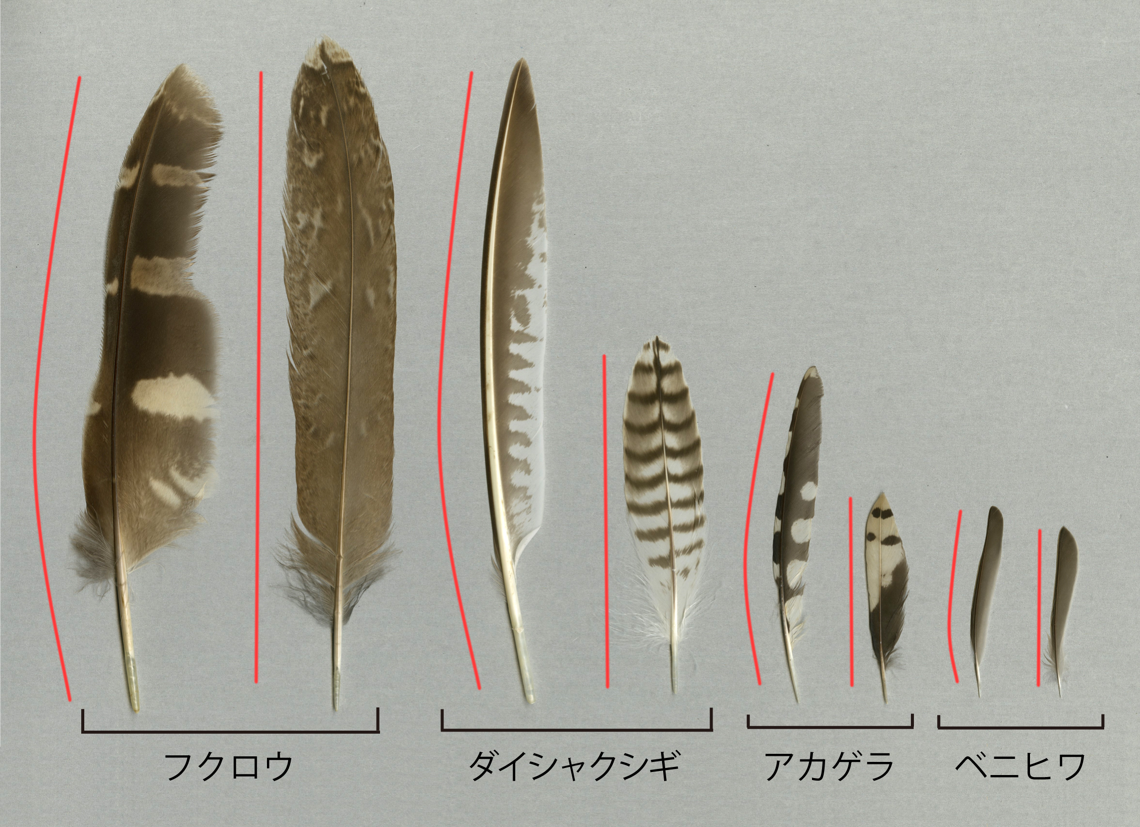 第1回 まずは、初列風切と尾羽だけを覚えよう！ - 図鑑.jp