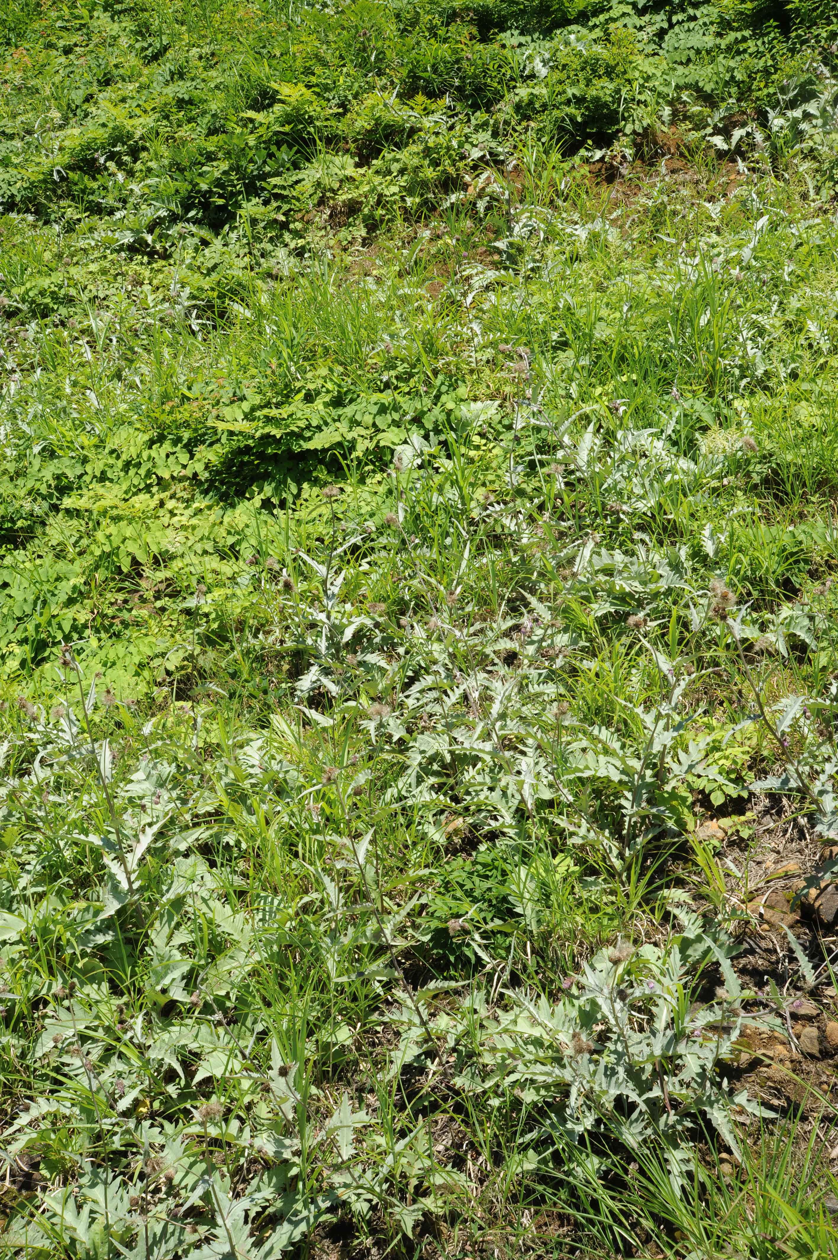 あざみ様確認ページ File:Sinclair ZX Spectrum Issue 4B Motherboard.jpg - Wikimedia Commons