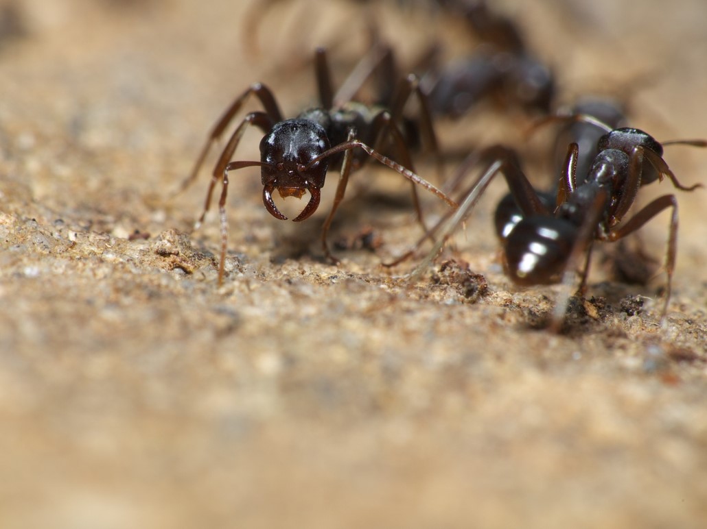 アリ学入門 身近な環境で垣間見る魅惑のアリの世界 図鑑 Jp