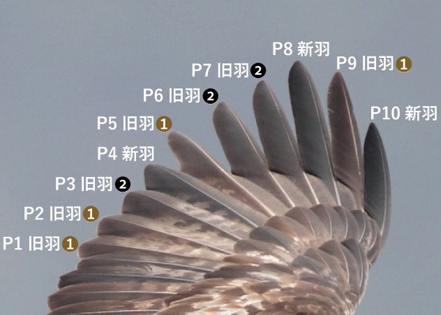 猛禽、野鳥の羽根「大鷹の風切羽根 14枚セット 日本野鳥の会 札幌支部