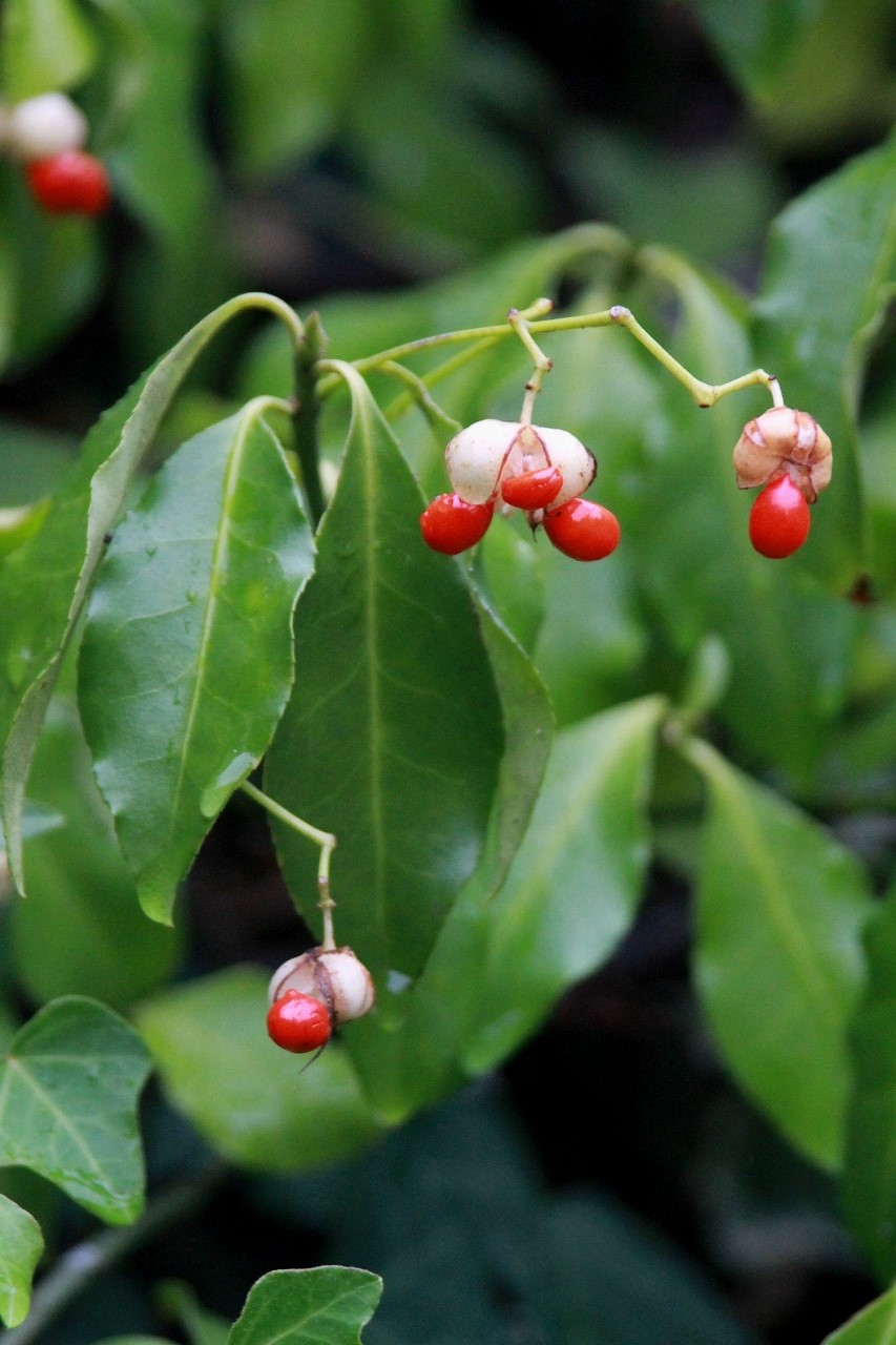 第5回 ニシキギの仲間 - 図鑑.jp