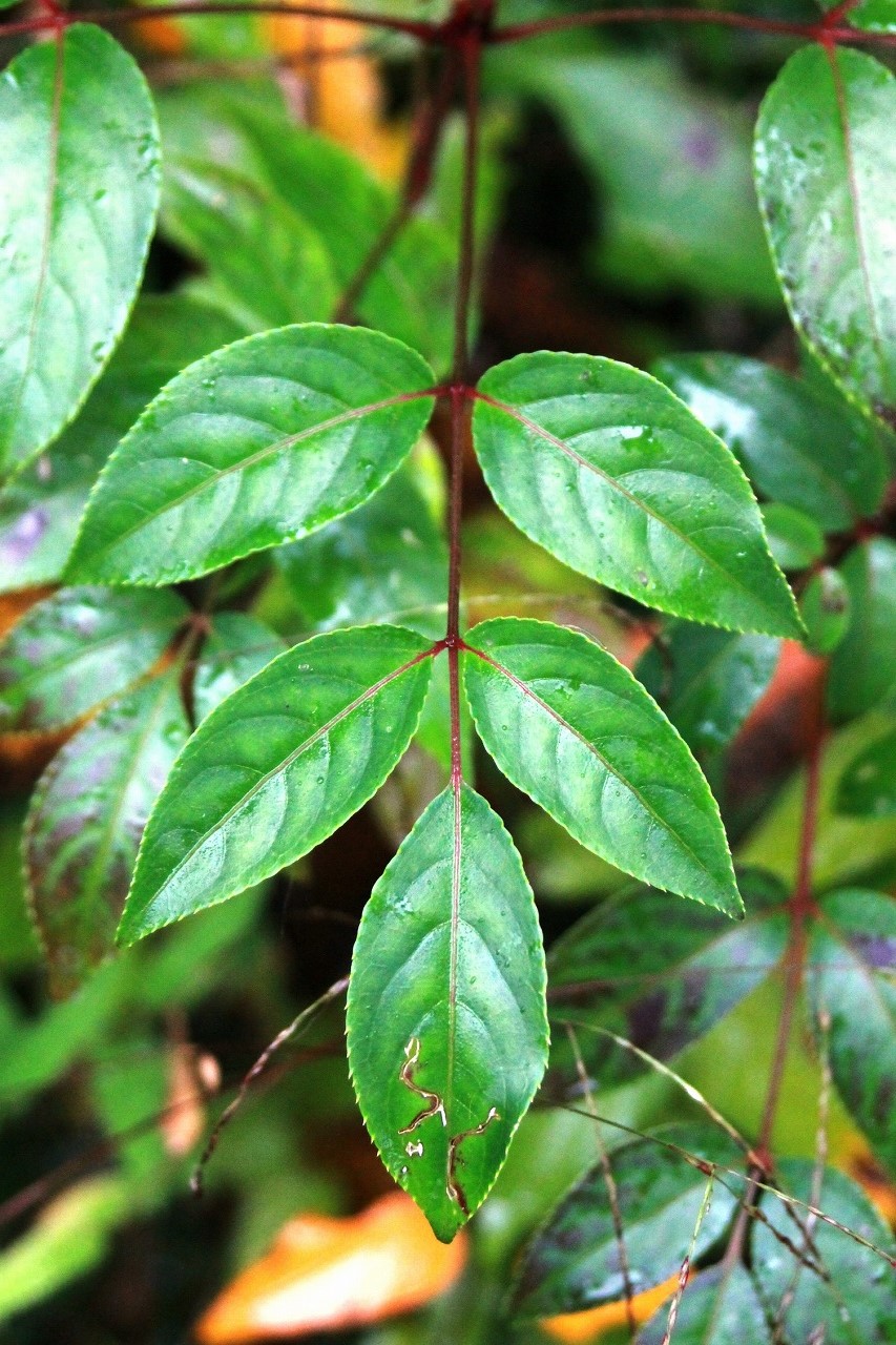 第5回 ニシキギの仲間 - 図鑑.jp