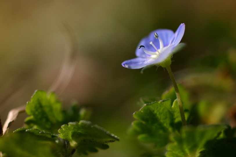 第6回 イヌノフグリの仲間 - 図鑑.jp